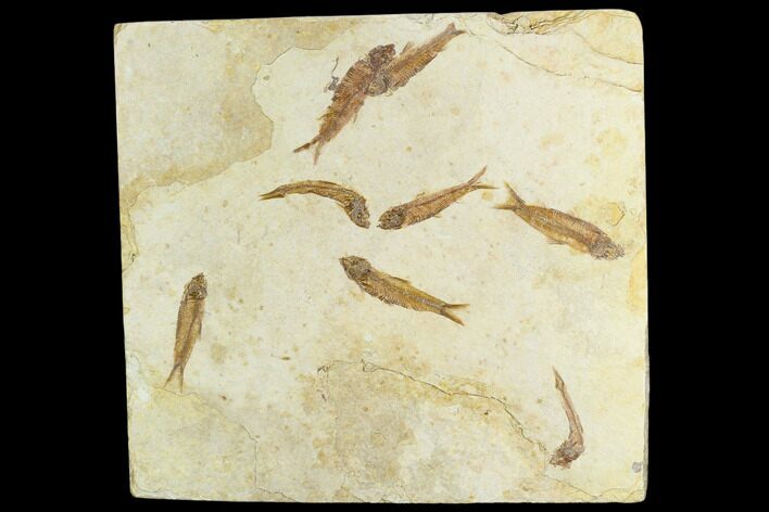 Fossil Fish Mortality Plate With Eight Knightia - Wyoming #121327